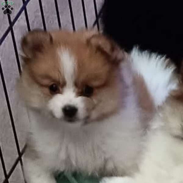 Cream Puff, Pomeranian Puppy